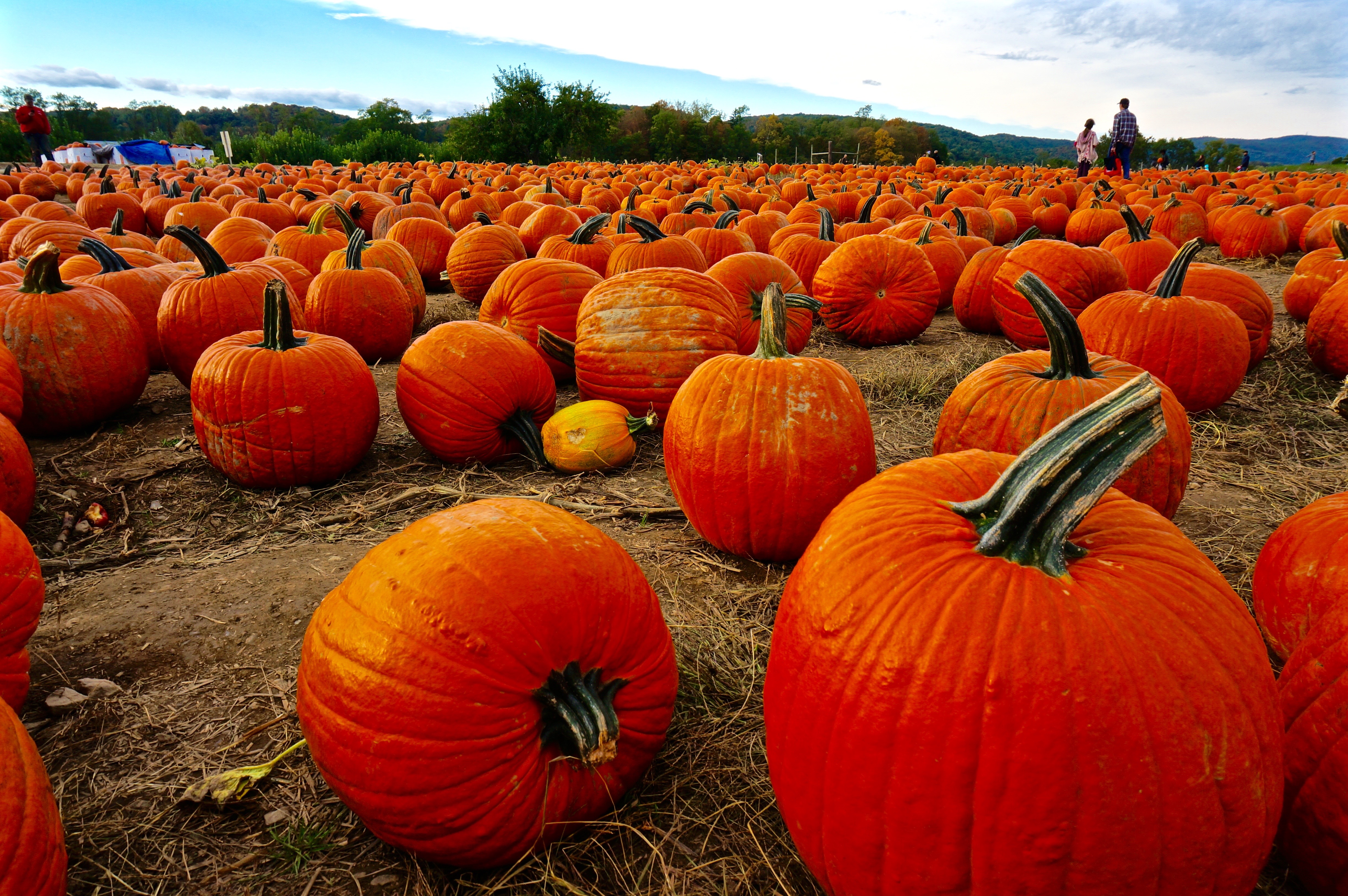 Weekend Escape from NYC - Top 10 Pumpkin Patches Near New ...