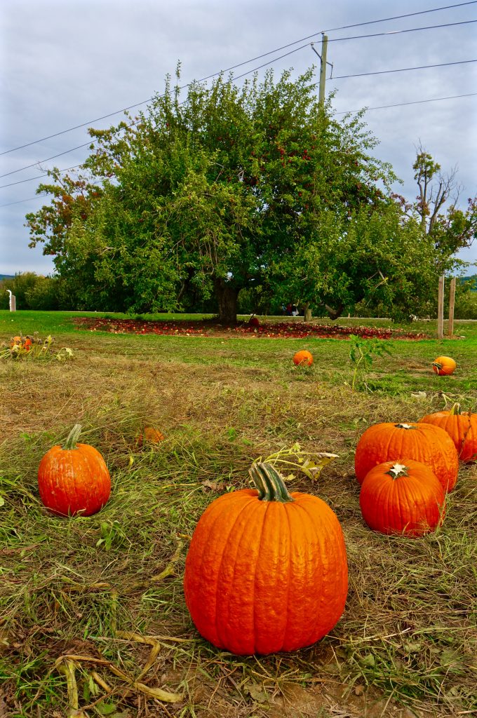 luxury travel blog hudson valley pumpkin patch near new york city fall season 